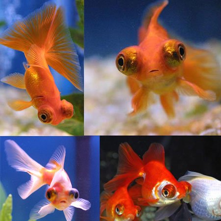 fancy goldfish.jpg2.jpg3.jpg