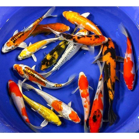 Koi1234568.jpg