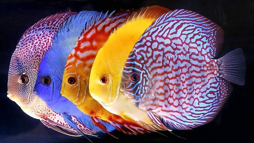 discus123456789.jpg
